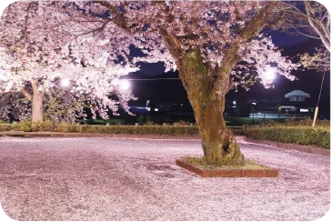 カテゴリ画像 3