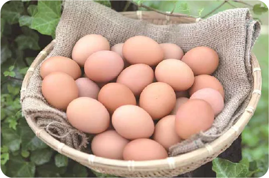 大江ノ郷自然牧場