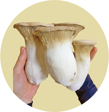 北村きのこ農園